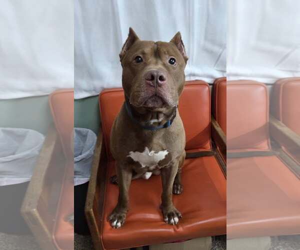 Medium Photo #3 Mutt Puppy For Sale in Martinsburg, WV, USA