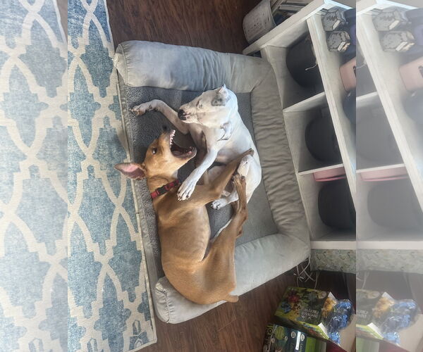 Medium Photo #17 Unknown-Vizsla Mix Puppy For Sale in Spotsylvania, VA, USA