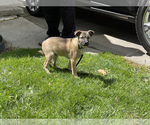 Small Photo #4 Australian Shepherd-German Shepherd Dog Mix Puppy For Sale in DETROIT, MI, USA