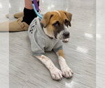 Small #1 Boxer