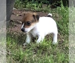 Small Photo #11 Jack Russell Terrier Puppy For Sale in MABLETON, GA, USA