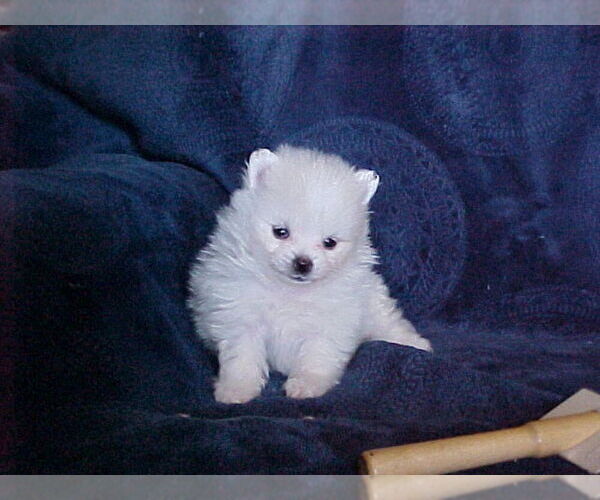 Medium Photo #5 Pomeranian Puppy For Sale in APPLE VALLEY, CA, USA