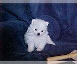 Small #4 Pomeranian