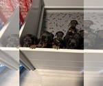 Small #17 Doberman Pinscher