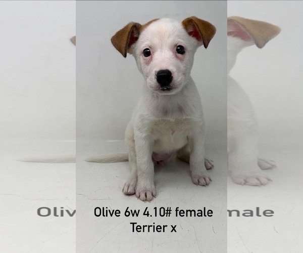 Medium Photo #13 Mutt Puppy For Sale in pomfret, CT, USA