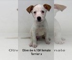 Small #12 Mutt