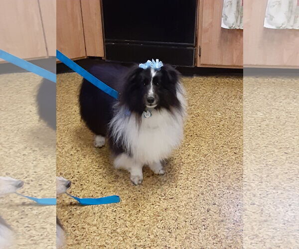 Medium Photo #2 Mutt Puppy For Sale in Columbus, OH, USA