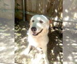 Small #1 Great Pyrenees