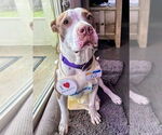 Small #1 American Staffordshire Terrier Mix