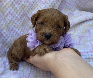 Cavapoo Puppy for sale in CAMPBELLSVILLE, KY, USA