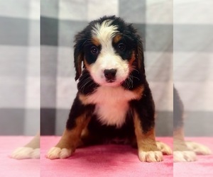 Bernese Mountain Dog Puppy for sale in DUNDEE, OH, USA