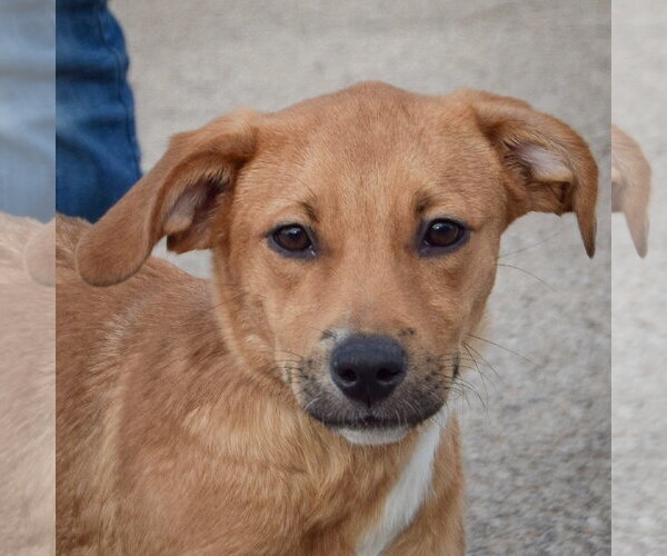 Medium Photo #1 Boxador Puppy For Sale in Huntley, IL, USA