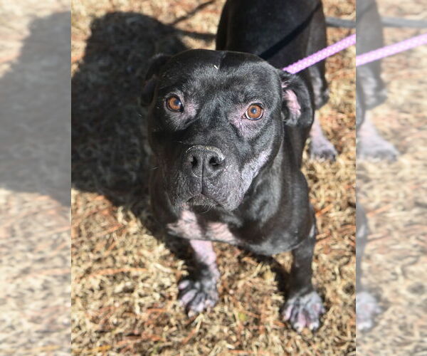 Medium Photo #5 Mutt Puppy For Sale in Glen Allen, VA, USA