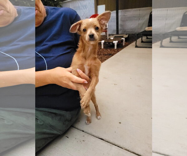 Medium Photo #3 Chihuahua-Unknown Mix Puppy For Sale in Sequim, WA, USA