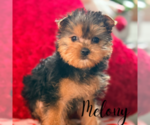Small #3 Yorkshire Terrier