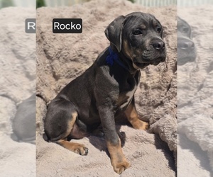 Cane Corso Puppy for sale in MINERAL WELLS, WV, USA
