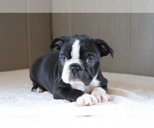 Boston Terrier Puppy for sale in SHILOH, OH, USA