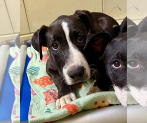 American Pit Bull Terrier-Unknown Mix Dogs for adoption in Woodland, CA, USA