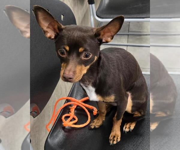 Medium Photo #3 Chihuahua Puppy For Sale in San Antonio, TX, USA