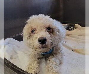 Poodle (Miniature) Dogs for adoption in San Antonio, TX, USA