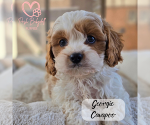 Cavapoo Puppy for Sale in ELMHURST, Illinois USA