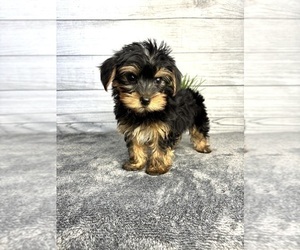 Yorkshire Terrier Puppy for sale in INDIANAPOLIS, IN, USA