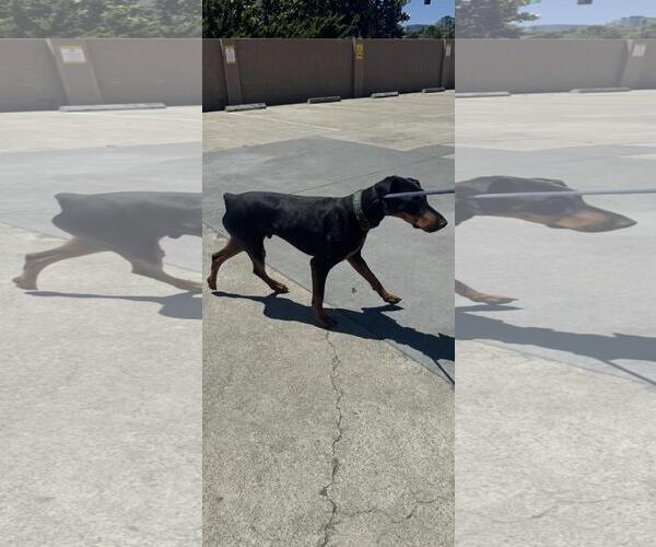 Medium Photo #6 Doberman Pinscher Puppy For Sale in Hayward, CA, USA