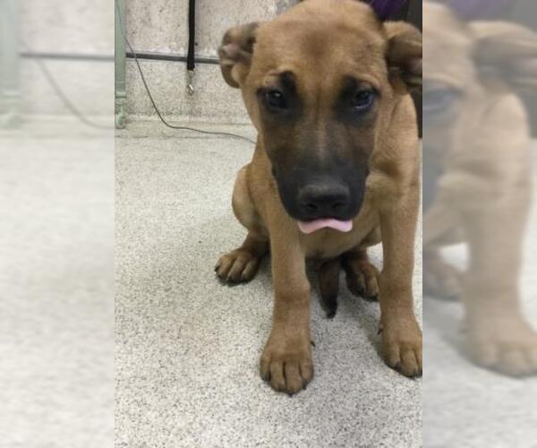 Medium Photo #1 Mastiff-Unknown Mix Puppy For Sale in Riverside, CA, USA