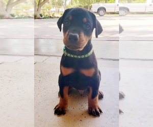 Doberman Pinscher Puppy for sale in RIVERSIDE, CA, USA