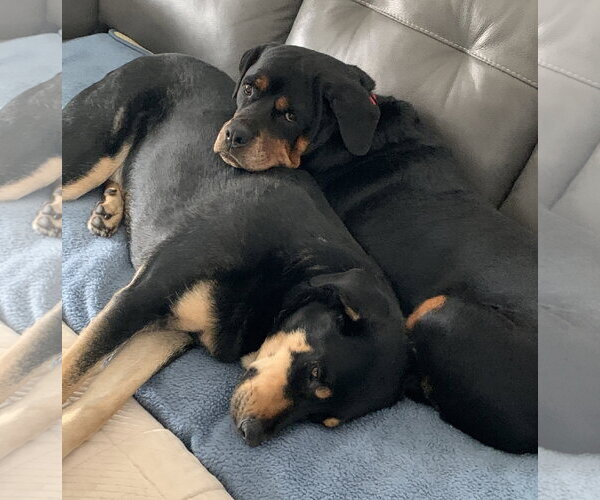 Medium Photo #4 Rottweiler Puppy For Sale in Brooklyn Center, MN, USA
