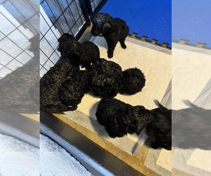 Poodle (Standard) Puppy for sale in STURGIS, MI, USA