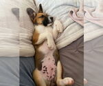 Small #15 Mutt