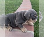 Small Photo #5 English Bulldog Puppy For Sale in RIVERSIDE, CA, USA