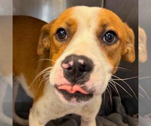 Mutt Dogs for adoption in San Antonio, TX, USA