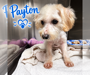 Maltese Dogs for adoption in San Diego , CA, USA