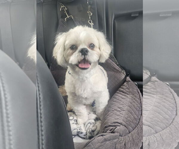 Medium Photo #3 Shih Tzu Puppy For Sale in Katy, TX, USA