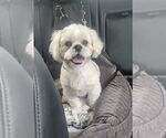 Small #2 Shih Tzu