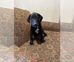 Small #6 American Pit Bull Terrier-Labrador Retriever Mix