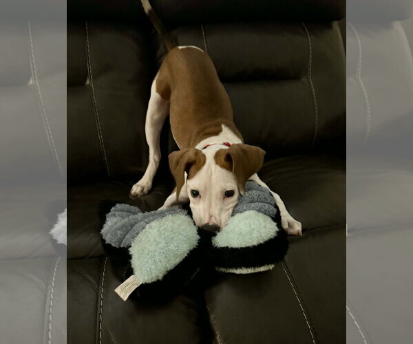 Medium Photo #6 Mutt Puppy For Sale in Spotsylvania, VA, USA