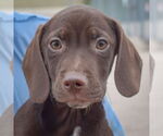 Small #1 Bagle Hound