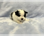 Small #16 Pomeranian