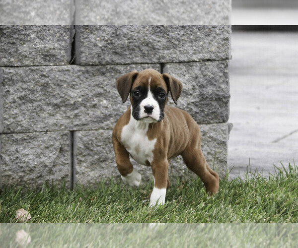Medium Photo #1 Boxer Puppy For Sale in SHIPSHEWANA, IN, USA