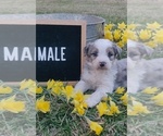 Small #2 Aussiedoodle Miniature 