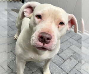 American Bulldog-Unknown Mix Dogs for adoption in Tavares, FL, USA