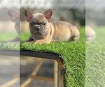 Small #3 French Bulldog