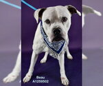 *BEAU - Male Mutt Dog for Adoption - Small photo