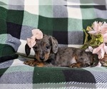 Small Photo #5 Dachshund Puppy For Sale in LEOLA, PA, USA