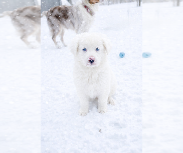 Medium Photo #6 Australian Shepherd Puppy For Sale in MABEL, MN, USA