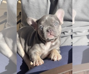Medium French Bulldog
