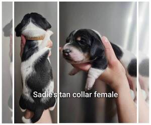 Dachshund Puppy for sale in OTTO, NC, USA